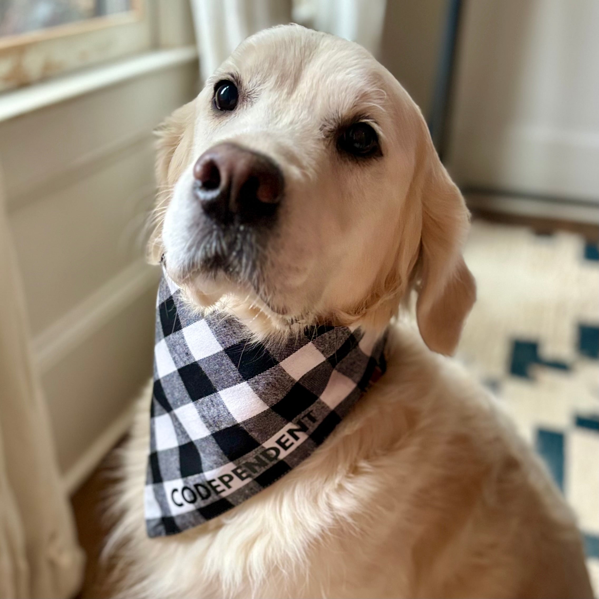 Flannel bandana for outlet dogs